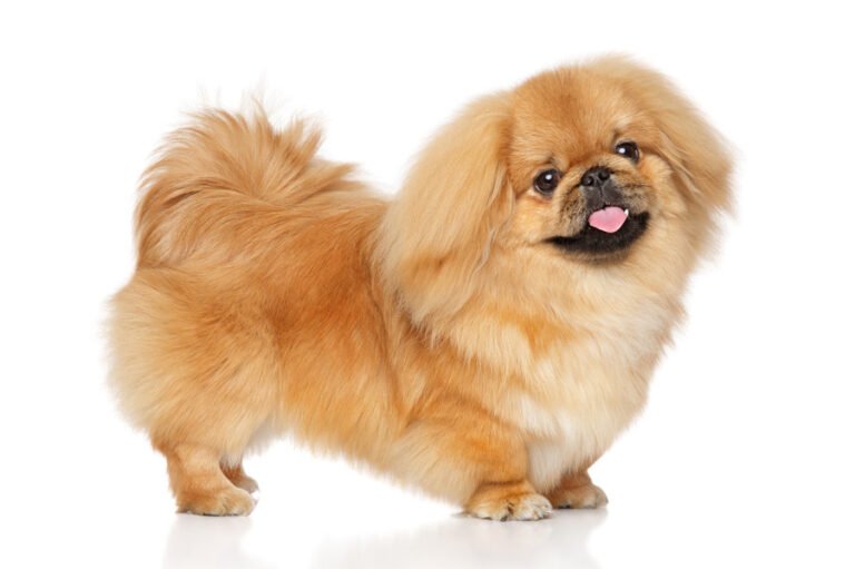 Pekingese 1