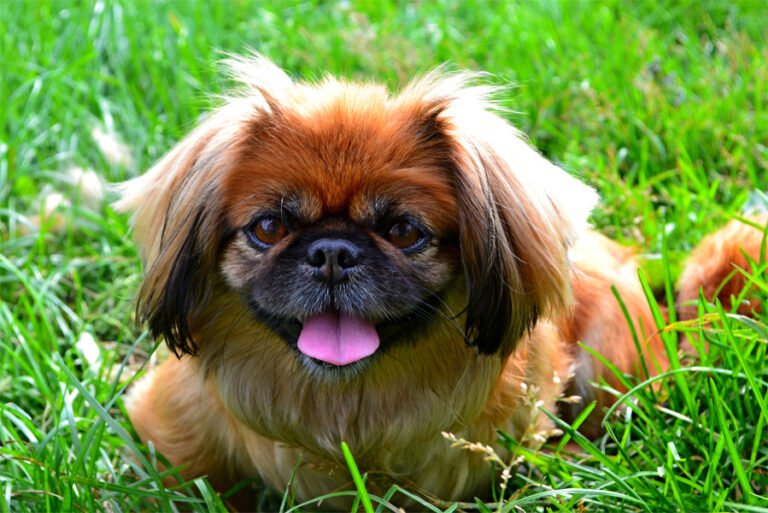 Pekingese 2