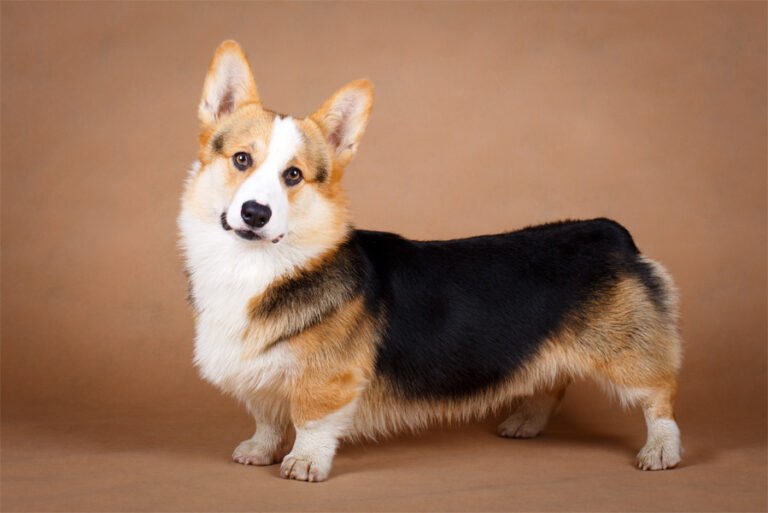 Pembroke Welsh Corgi 1