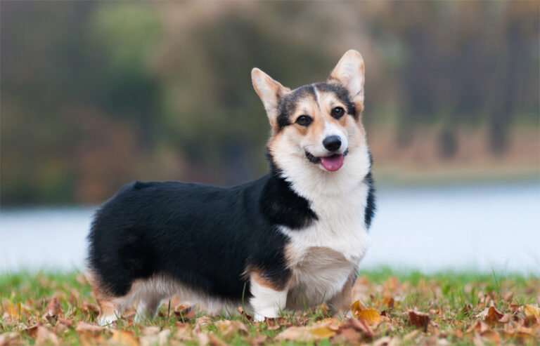 Pembroke Welsh Corgi 2