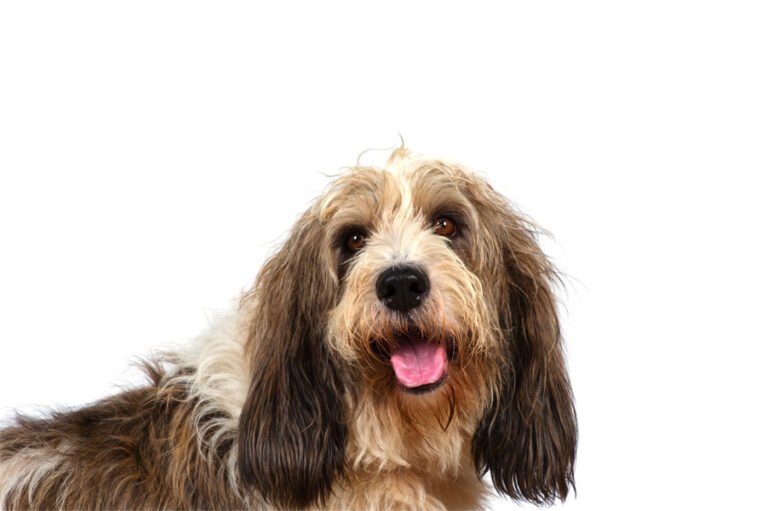 Petit Basset Griffon Vendeen 1