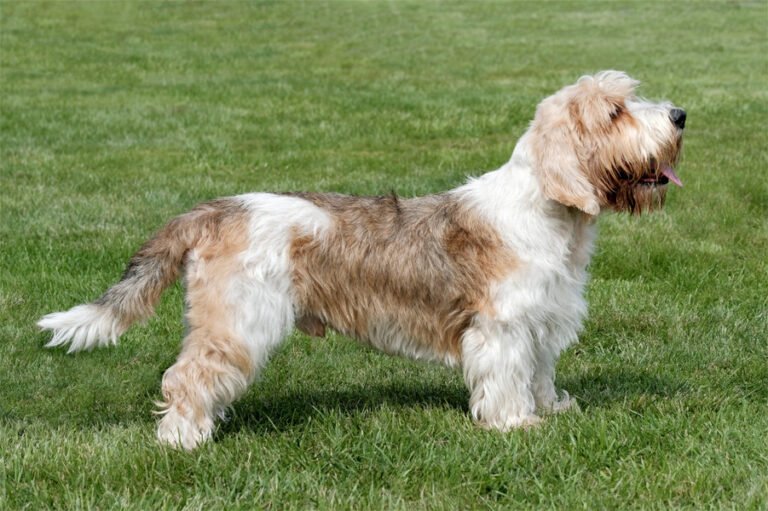 Petit Basset Griffon Vendeen 2