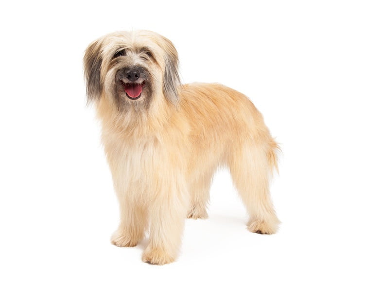 Pirene Çoban Köpeği 1