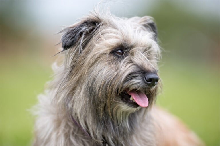 Pirene Çoban Köpeği 2
