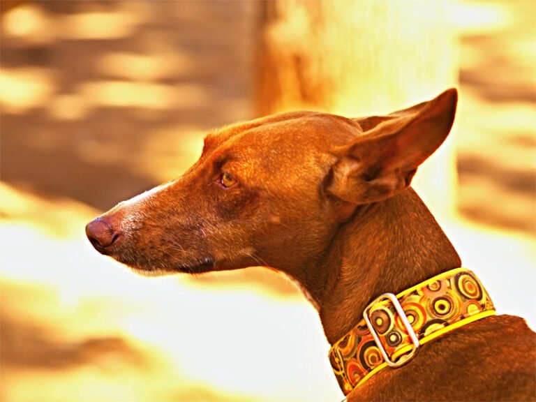 Podenco Canario 1