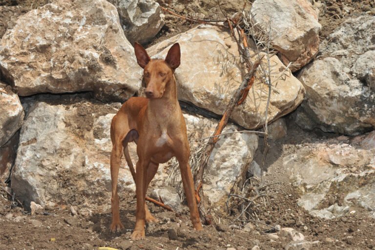 Podenco Canario 2