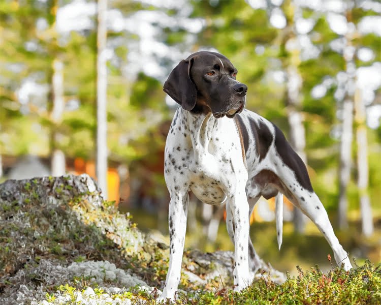Pointer 1