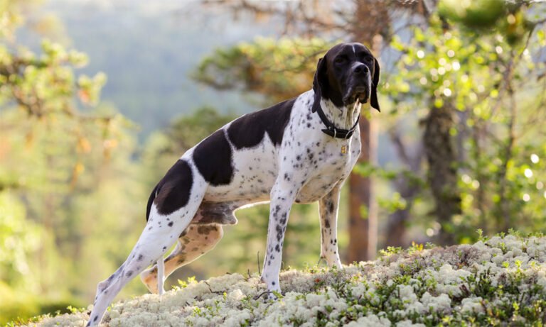 Pointer 2