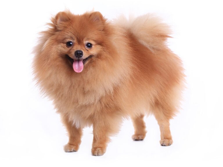 Pomeranian 1