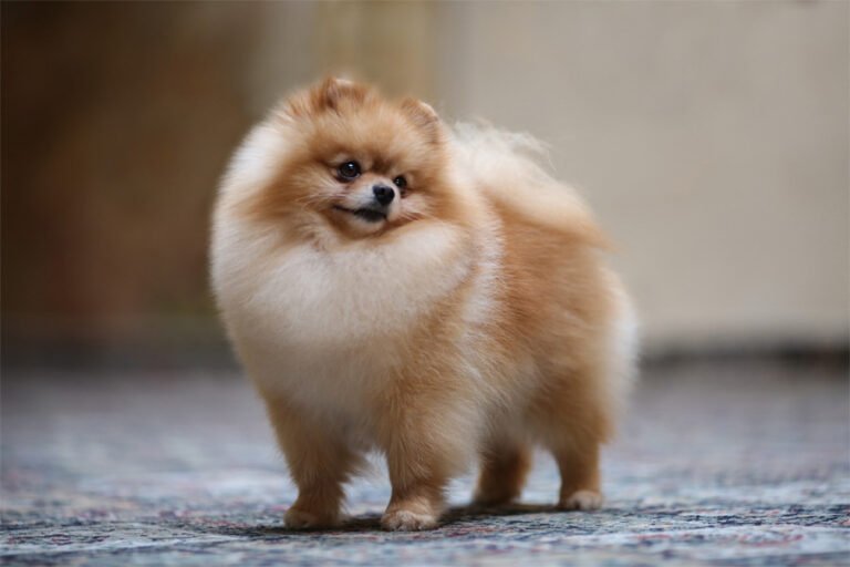 Pomeranian 2