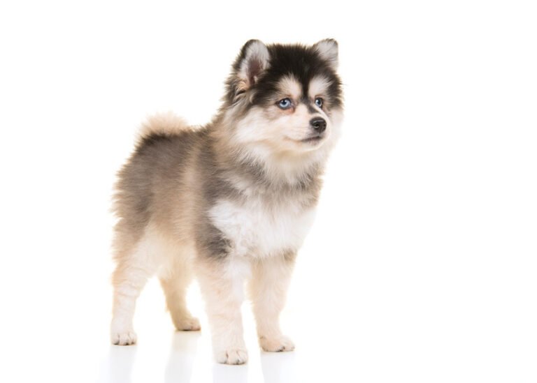 Pomsky 1