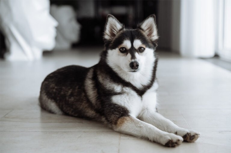 Pomsky 2