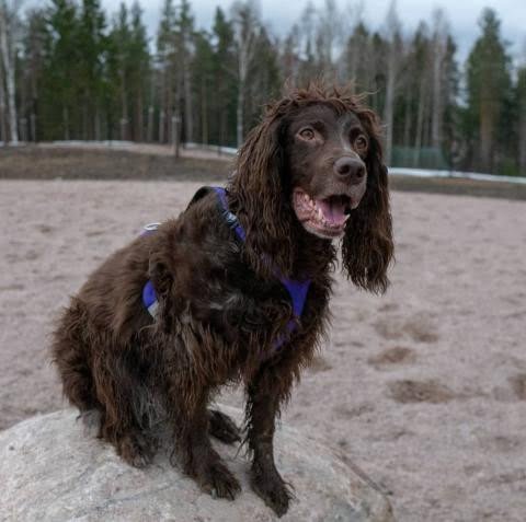 Pont-Audemer Spaniel 1