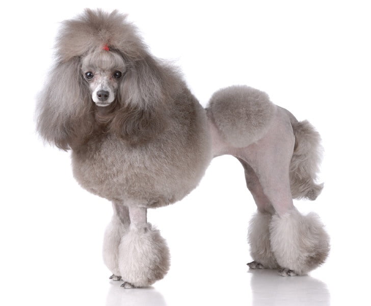 Poodle 1