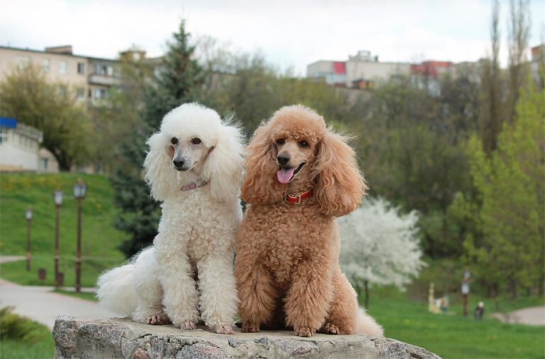 Poodle 2