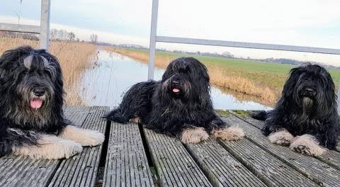 Portekiz Çoban Köpeği 1