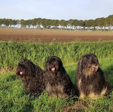 Portekiz Çoban Köpeği 2