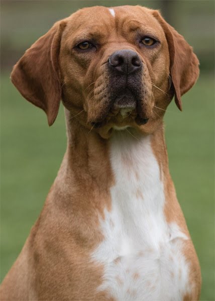 Portuguese Pointer 1