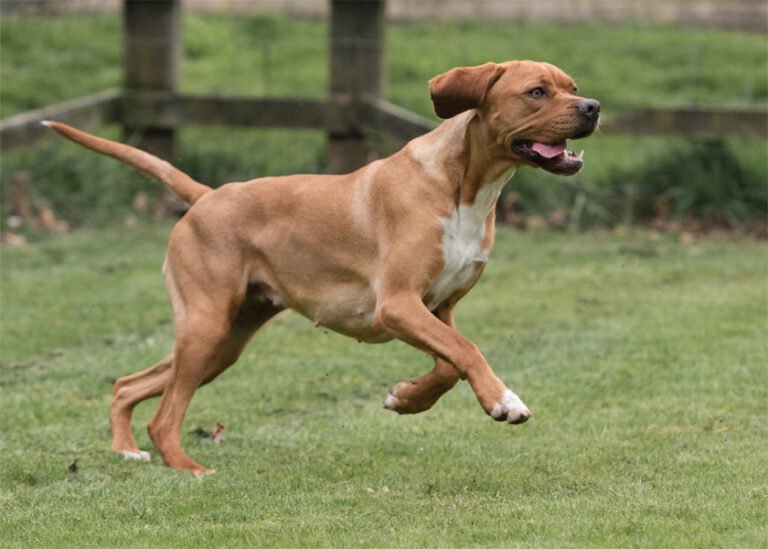 Portuguese Pointer 2
