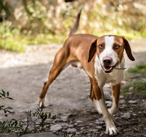 Posavac Hound 1