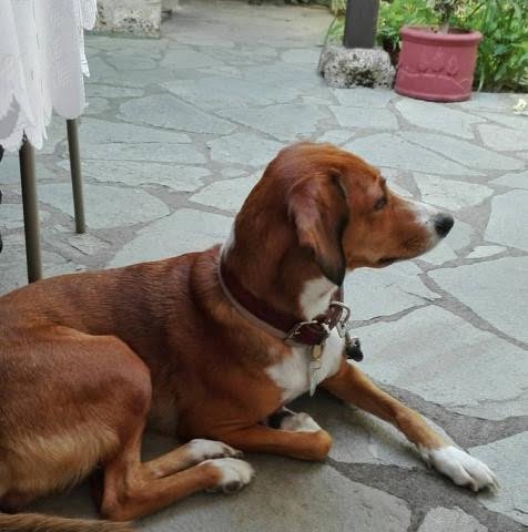 Posavac Hound 2