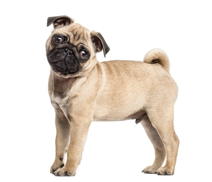 Pug 1