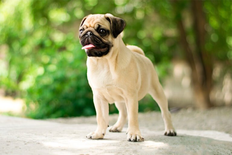 Pug 2