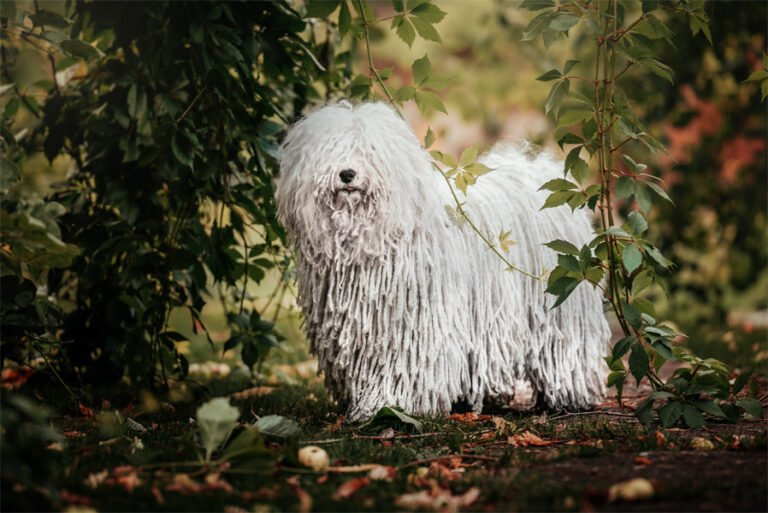 Puli 2