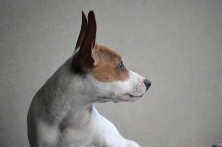 Rat Terrier 1