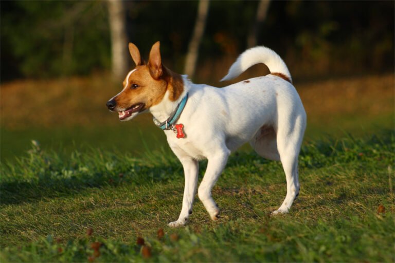 Rat Terrier 2