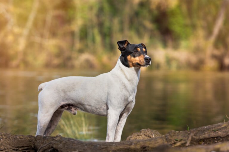 Ratonero Bodeguero Andaluz 2