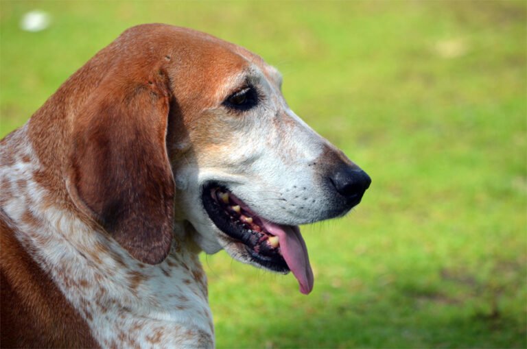 Redtick Rakun Tazısı 1