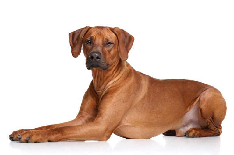 Rhodesian Ridgeback 1