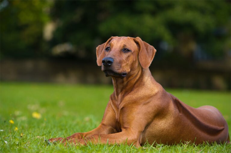 Rhodesian Ridgeback 2