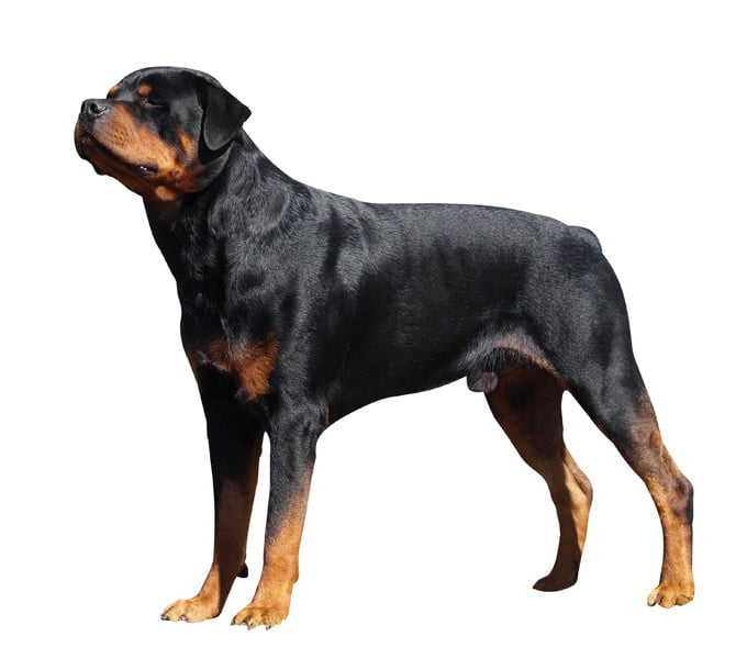Rottweiler 1