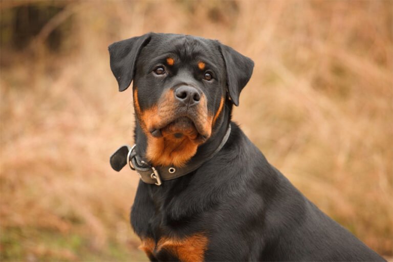Rottweiler 2