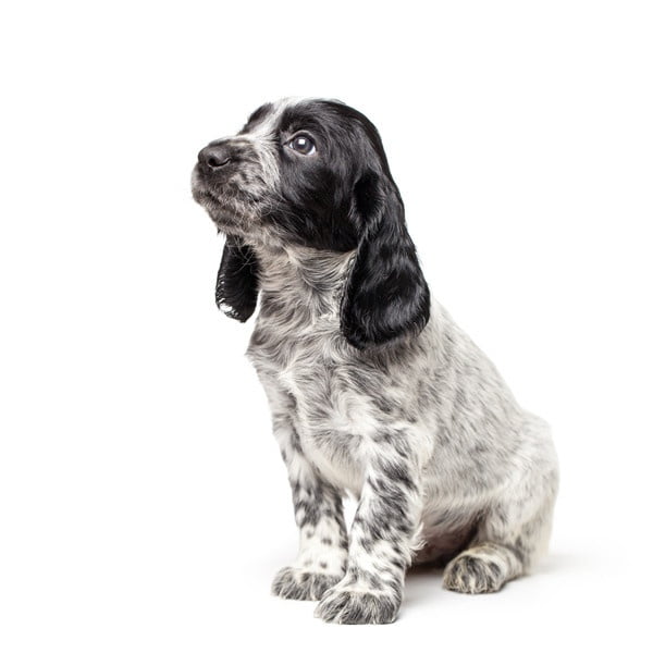 Russian Spaniel 1
