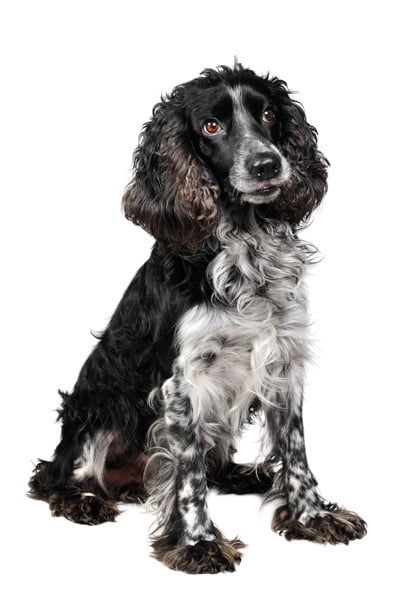 Russian Spaniel 2