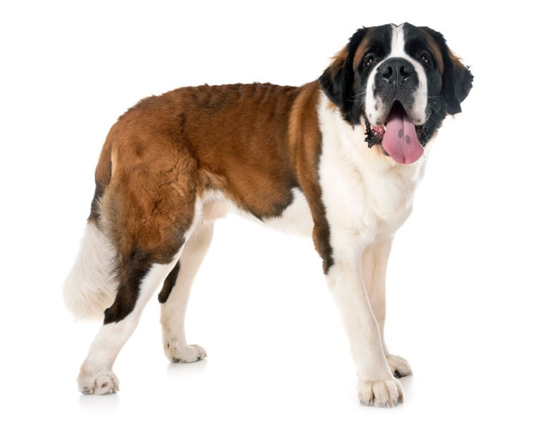 Saint Bernard 1