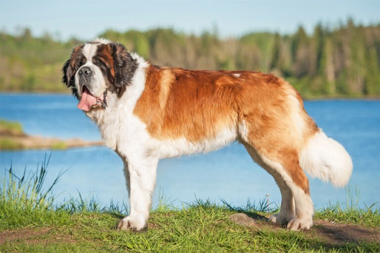 Saint Bernard 2