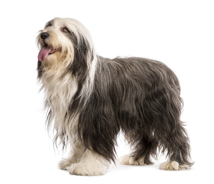 Sakallı Collie 1