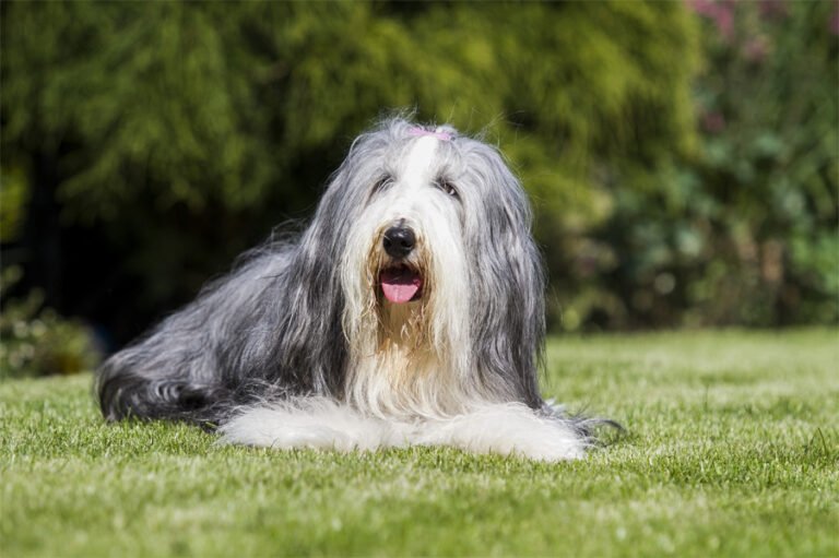 Sakallı Collie 2