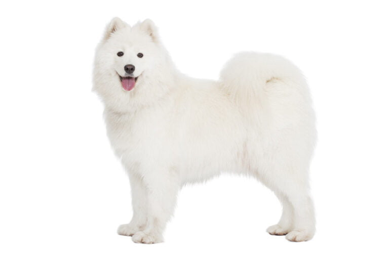 Samoyed 1