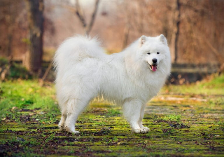 Samoyed 2