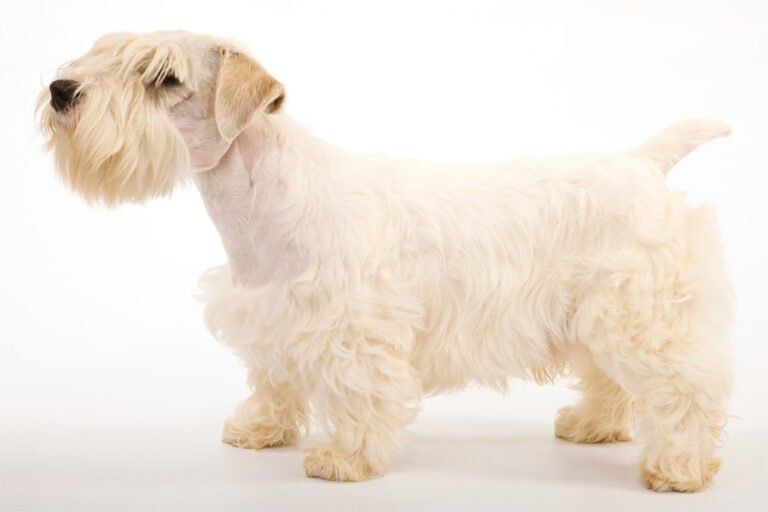 Sealyham Terrier 1