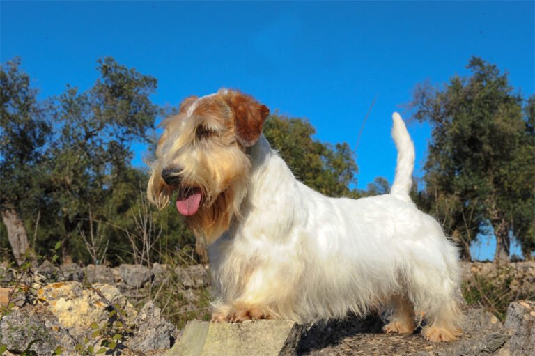 Sealyham Terrier 2