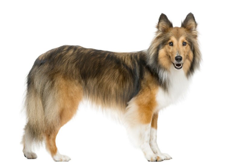 Shetland Çoban Köpeği 1