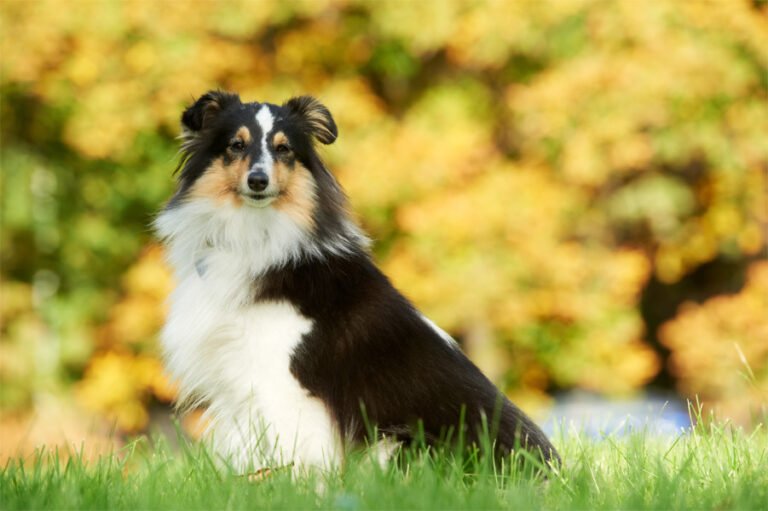 Shetland Çoban Köpeği 2