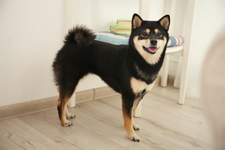 Shiba Inu 1