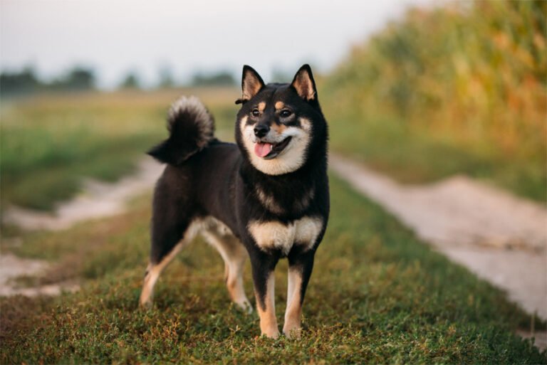Shiba Inu 2